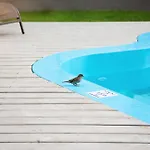 Kurgo Pärnu